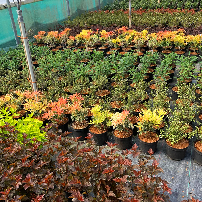 Daydawn Nursery hard shrubs