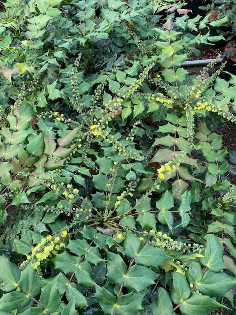 Mahonia Bealei