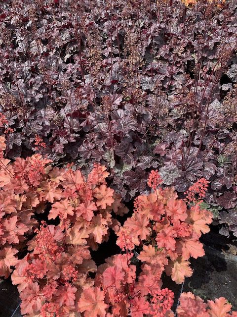 Heuchera
