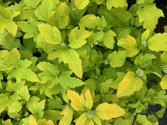 Physocarpus Darts Gold 3L