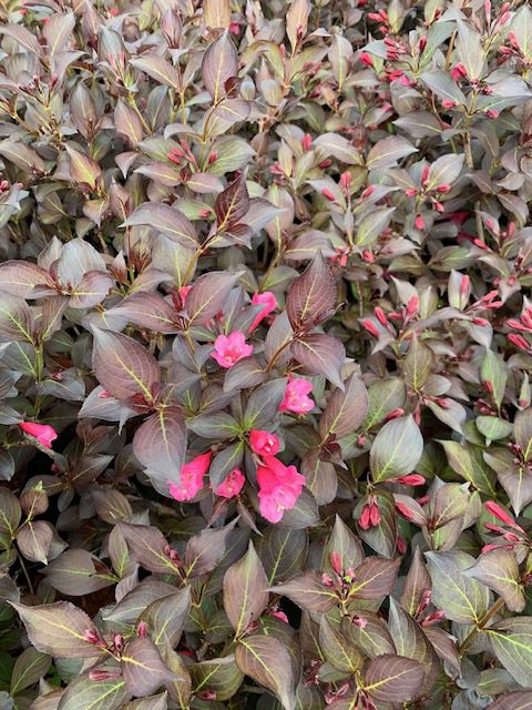 Weigela Alexander 3L