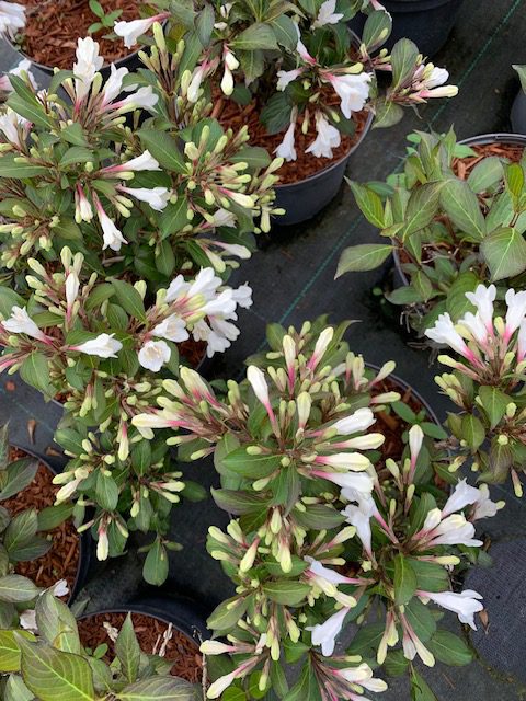 Weigela black & white