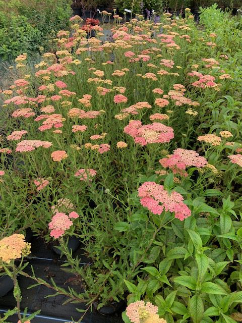 Achillea millefolium Lachsschonheit.jpg 2