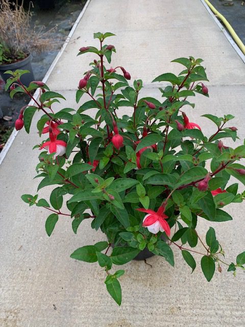Fuchsia Snow Cap