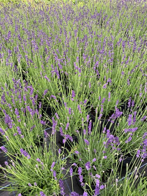 Lavandula Hidcote