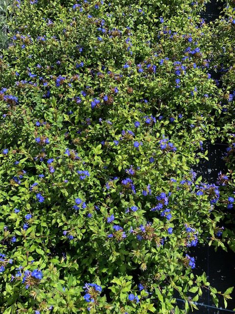 Ceratostigma Forest Blue