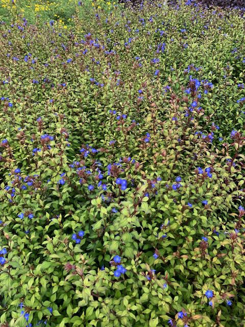 Ceratostigma Willmotttianum