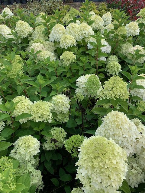 Hydrangea Limelight 3L