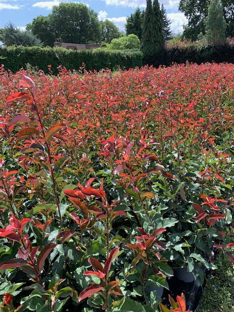 Photinia Red Select 5L