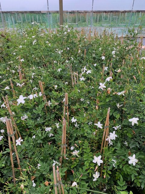 Jasminum officinalis Affine 3L