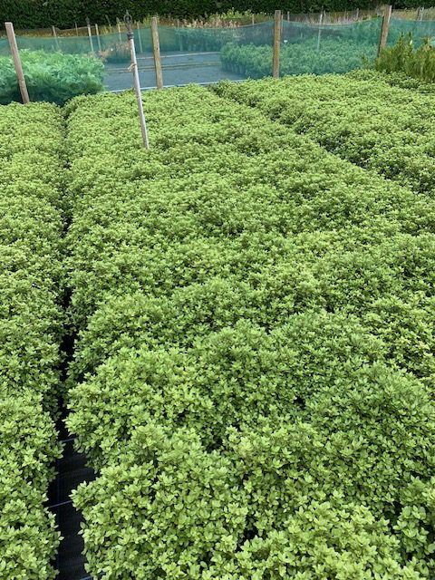Pittosporum Midget 5L batch