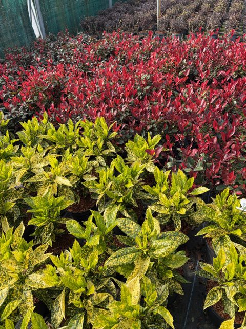 Aucuba & Little Red Robin