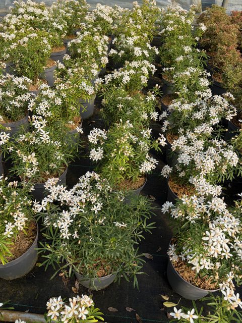 Choisya White Dazzler 5L