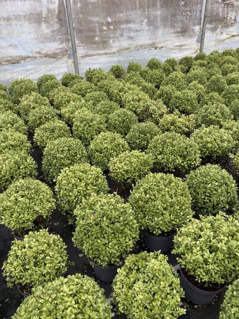 Pittosporum Midget 5L