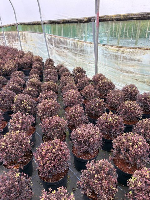 Pittosporum Tom Thumb 10L - trimmed