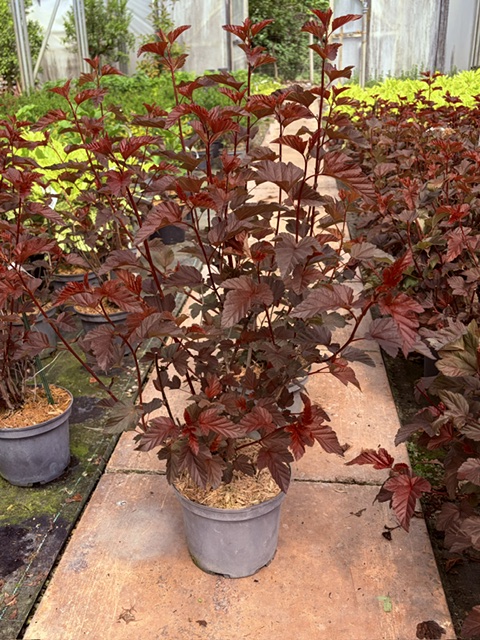Physocarpus Lady in Red 3L