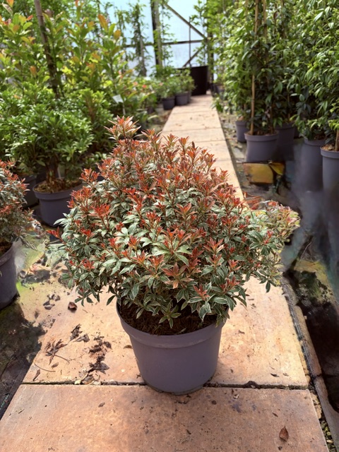 Pieris Little Heath 5L