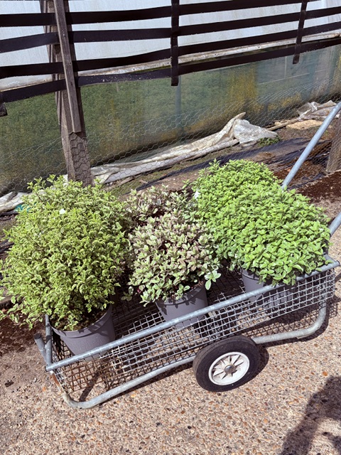 Pittosporum 5L mixed