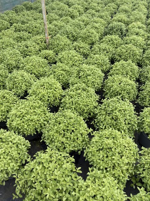 Pittosporum Golf ball 5L batch