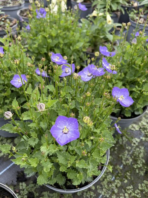 Campanula Samantha