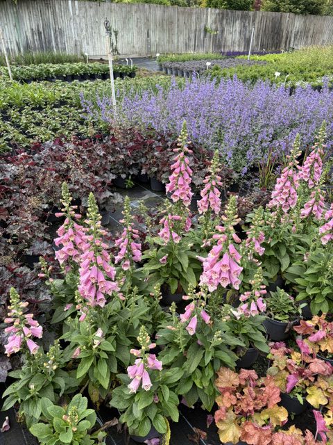 Digitalis & Nepeta