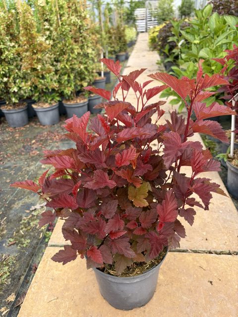 Physocarpus Little Angel 3L