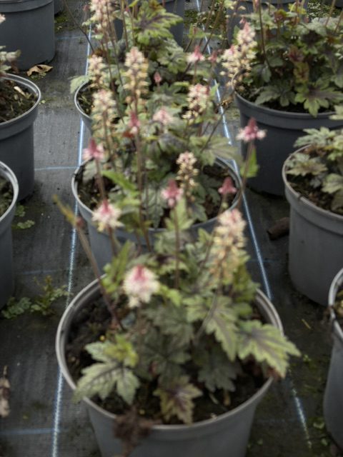 Tiarella Sugar & Spice 3L