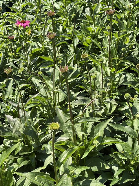 Echinacea Purple Emperor.jfif 2026
