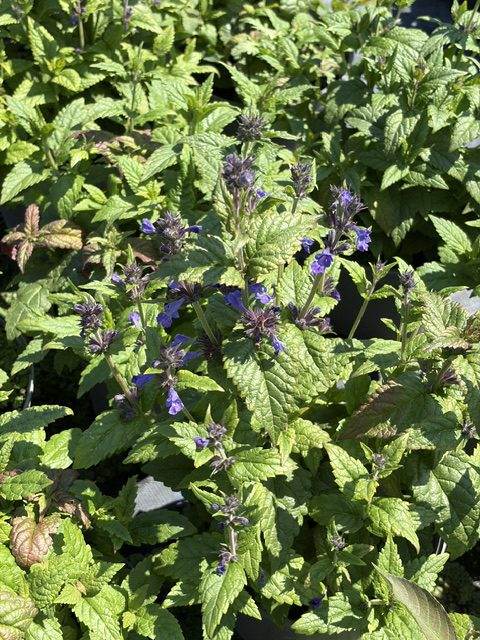 Nepeta Neptune