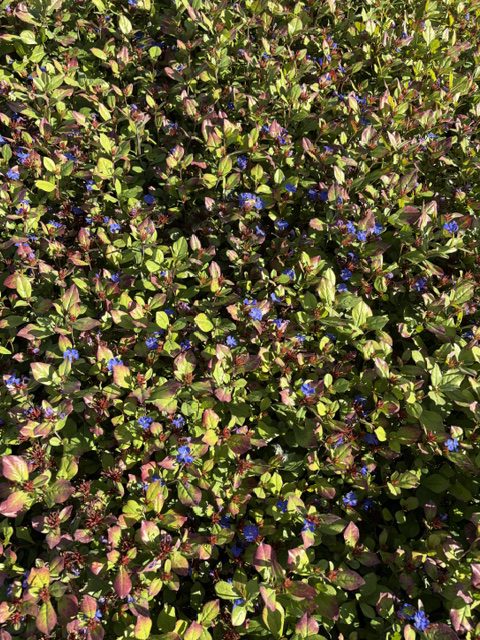 Ceratostigma Plumbaginoides