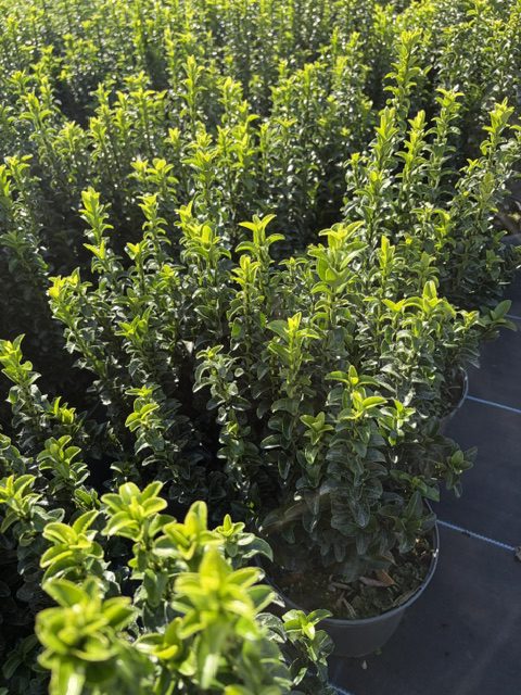 Euonymus Jean Hughes