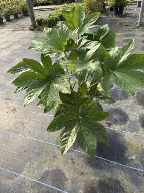 Fatsia